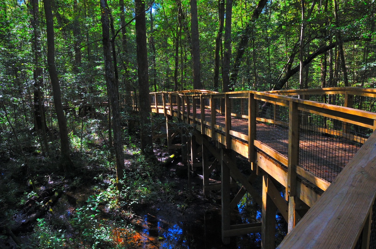 Congaree National Park Boardwalk - wooden boardwalk with a handrail winds through a dense, sun-dappled forest. The boardwalk is elevated above the forest floor and crosses over a small, shadowed creek. Sunlight filters through the canopy of green leaves above, casting patterns of light and shadow on the boardwalk and surrounding vegetation.