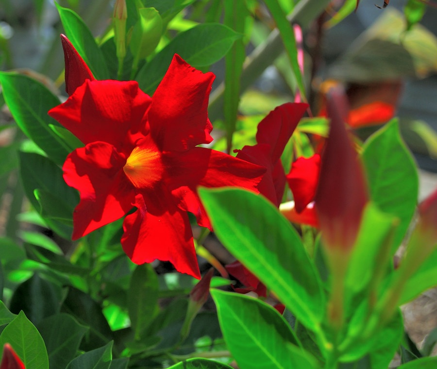A vivid red Dipladenia flower in full bloom steals the spotlight, its velvety petals radiating from a golden-yellow center. Surrounding the main bloom are glossy green leaves and several tightly closed buds, hinting at more blossoms to come. The flower’s trumpet-like shape and bold color contrast beautifully with the lush foliage, creating a vibrant, tropical feel. Soft, natural lighting enhances the texture and depth of the petals and leaves, evoking freshness and vitality in the garden setting.
