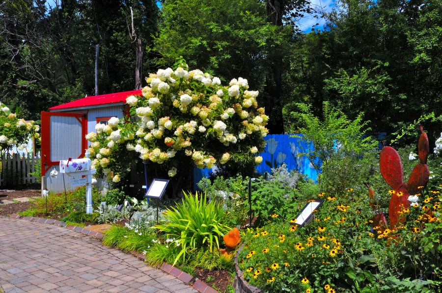 A colorful garden scene brimming with springtime energy. In the center, a tall bush with clusters of delicate white blossoms anchors the view. To the left stands a red-roofed shed with white walls and a bright red mailbox in front, adding a cozy, rural touch. A painted blue fence runs along the backdrop, adorned with cheerful floral designs. Yellow, orange, and green plantings line a stone walkway in the foreground, complemented by a whimsical red metal cactus sculpture. Towering trees and lush greenery frame the scene, creating a peaceful outdoor sanctuary.