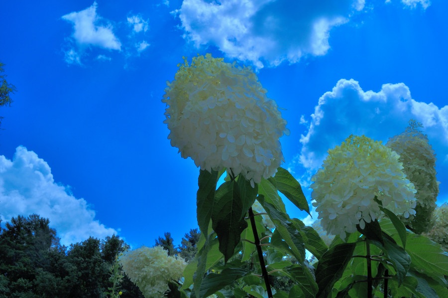 A cluster of white hydrangea blossoms dominates the foreground, with their large, rounded flower heads in full bloom. The rich green leaves below offer contrast, enhancing the brightness of the creamy petals. In the background, a clear blue sky scattered with fluffy white clouds creates an uplifting and serene atmosphere. The overall composition highlights the bold, architectural beauty of the hydrangea against the softness of the summer sky.