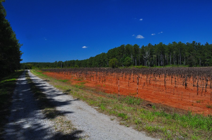 Dove field at Belfast Wildlife Management Area with vivid red soil, young plantings, and a backdrop of pine forest under a bright blue sky.
