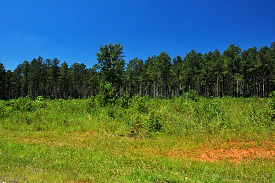 Overgrown Grassy field with patches of red soil in front of a dense stand of tall pine trees at Belfast Wildlife Management Area on a sunny day.
