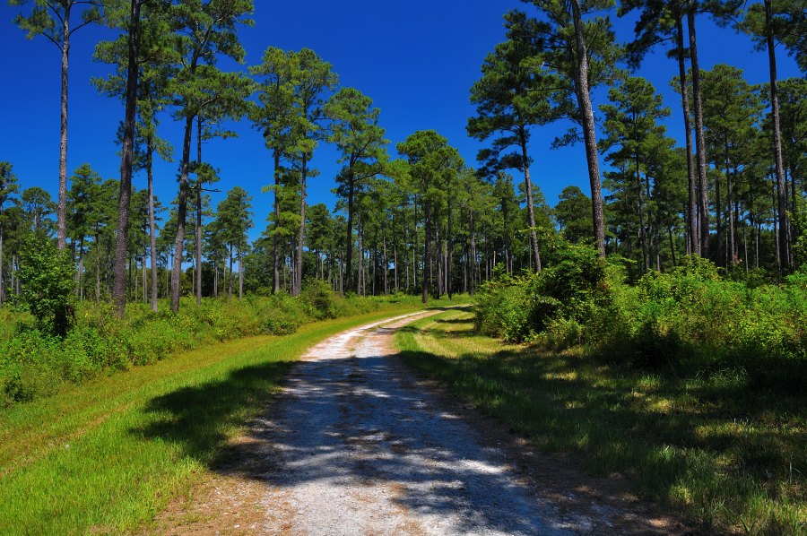 Gravel road winding through tall pine forest at Belfast Wildlife Management Area on a sunny day, with grass and underbrush along the roadside.