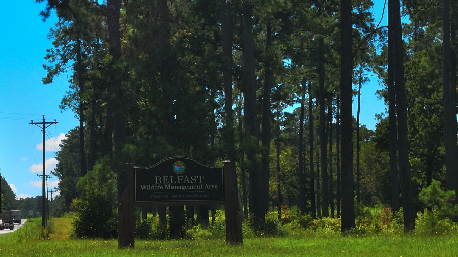 Belfast WMA Sign on 56 - Entrance sign for Belfast Wildlife Management Area along Highway 56 in South Carolina, surrounded by tall pine trees under a clear blue sky.