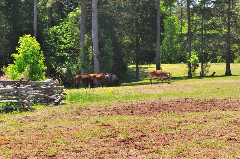 A group of horses and a donkey graze peacefully in a grassy field at Kings Mountain State Park. Tall trees frame the clearing, with sunlight filtering through the canopy. In the foreground, a small pile of cut logs rests on bare soil, adding rustic detail to the tranquil farm-like setting. The animals stand near the edge of the woods, embodying the park’s blend of natural beauty and rural heritage.